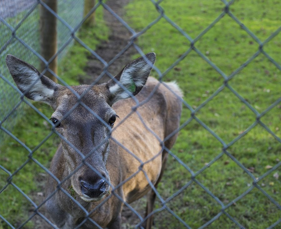 Chain Link Fences