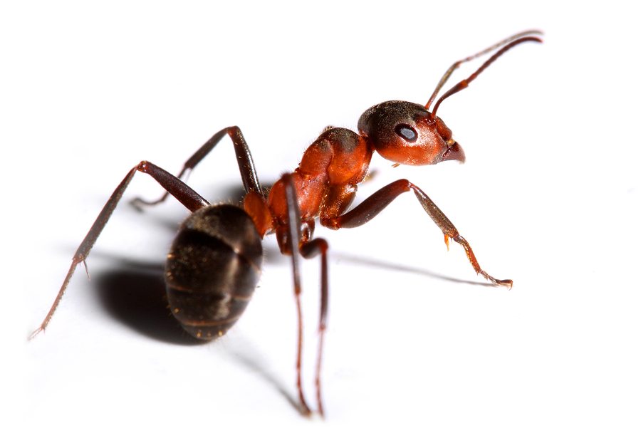 Big Red Ant