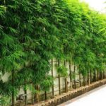 live bamboo fence